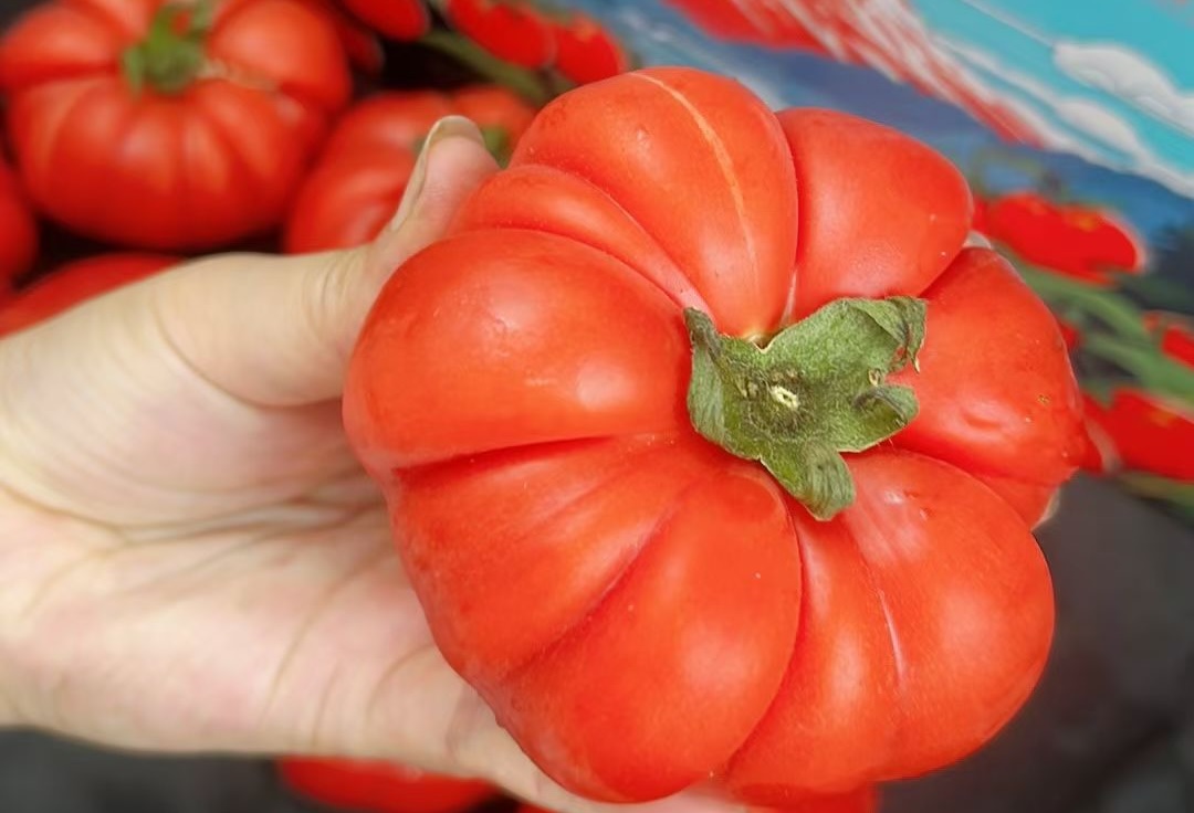牛排番茄
